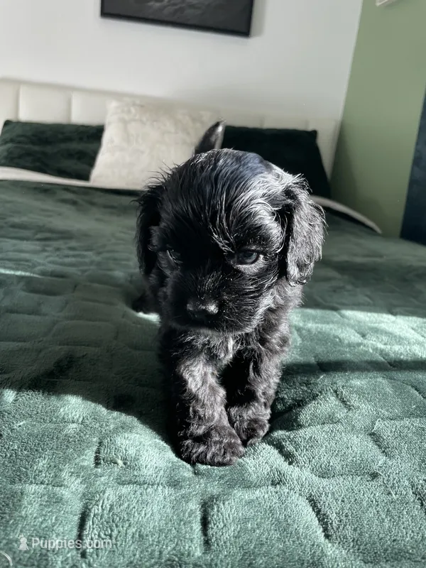 Steve – Cocker Spaniel puppy for sale in Palmdale, CA