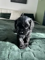 Steve, a male Cocker Spaniel for sale in Palmdale, CA – 7 of 9