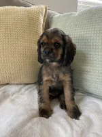 Max, a female Cocker Spaniel for sale in Palmdale, CA – 2 of 9