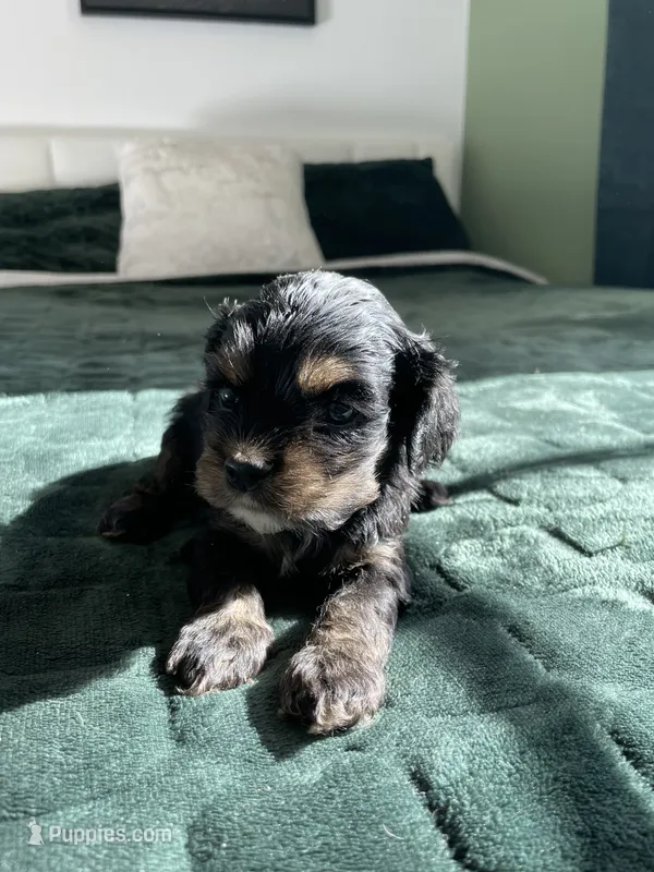 Holly – Cocker Spaniel puppy for sale in Palmdale, CA