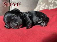 Steve, a male Cocker Spaniel for sale in Palmdale, CA – Photo 6 of 6