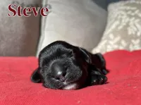 Steve, a male Cocker Spaniel for sale in Palmdale, CA – Photo 4 of 6