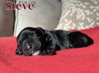 Steve, a male Cocker Spaniel for sale in Palmdale, CA – Photo 5 of 6