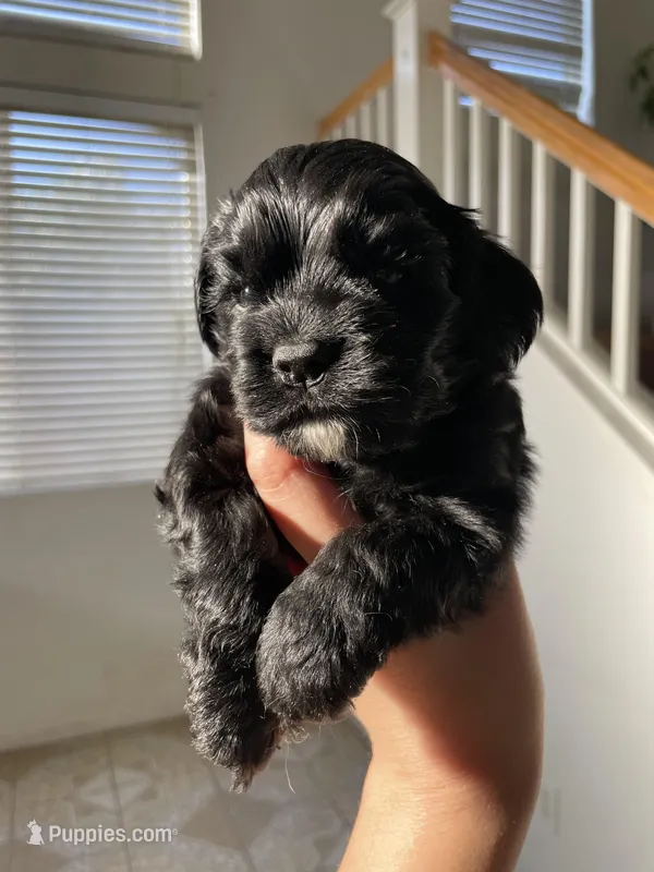 Steve – Cocker Spaniel puppy for sale in Palmdale, CA