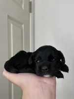 Steve, a male Cocker Spaniel for sale in Palmdale, CA – Photo 2 of 6