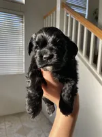 Steve, a male Cocker Spaniel for sale in Palmdale, CA – 8 of 9