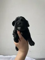 Steve, a male Cocker Spaniel for sale in Palmdale, CA – Photo 3 of 6