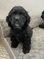 Billy, a male Cocker Spaniel for sale in Palmdale, CA – 5 of 8