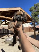 Nancy , a female Cocker Spaniel for sale in Palmdale, CA – 5 of 7