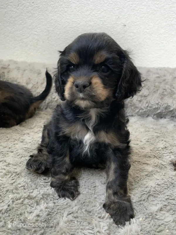 Holly – Cocker Spaniel puppy for sale in Palmdale, CA