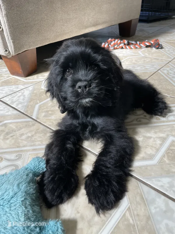 Steve – Cocker Spaniel puppy for sale in Palmdale, CA