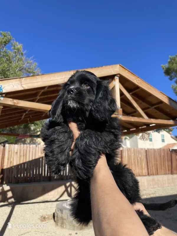 Billy – Cocker Spaniel puppy for sale in Palmdale, CA