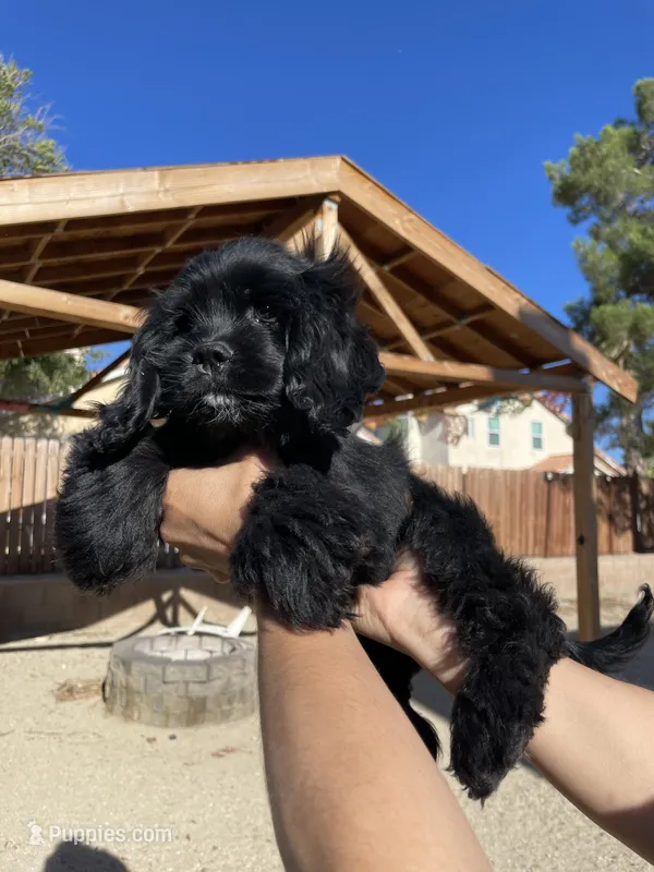 Steve – Cocker Spaniel puppy for sale in Palmdale, CA