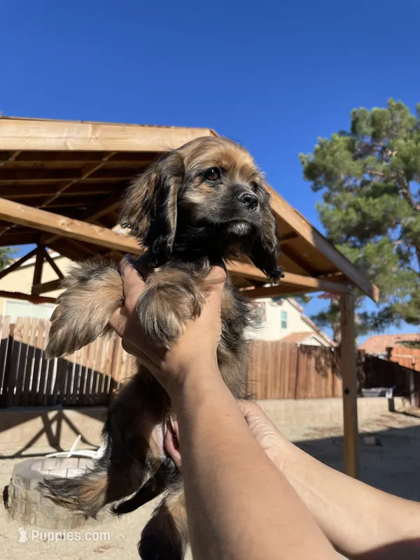 Nancy  – Cocker Spaniel puppy for sale in Palmdale, CA