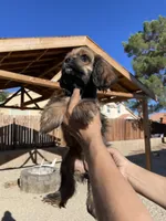 Nancy , a female Cocker Spaniel for sale in Palmdale, CA – 7 of 7