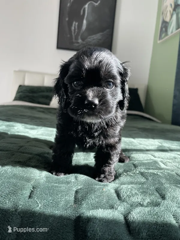 Billy – Cocker Spaniel puppy for sale in Palmdale, CA