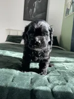 Billy, a male Cocker Spaniel for sale in Palmdale, CA – 7 of 8