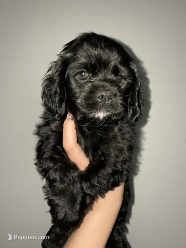 Eleven – Cocker Spaniel puppy for sale in Palmdale, CA