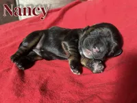 Nancy, a female Cocker Spaniel for sale in Palmdale, CA – Photo 6 of 8