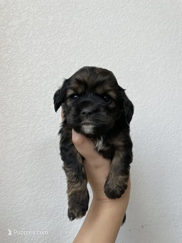 Nancy – Cocker Spaniel puppy for sale in Palmdale, CA