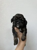 Nancy, a female Cocker Spaniel for sale in Palmdale, CA – Photo 1 of 8