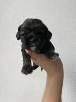 Nancy, a female Cocker Spaniel for sale in Palmdale, CA – Photo 2 of 8