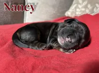 Nancy, a female Cocker Spaniel for sale in Palmdale, CA – Photo 5 of 8