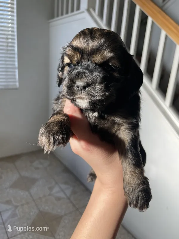 Nancy – Cocker Spaniel puppy for sale in Palmdale, CA