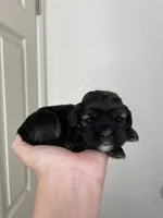 Nancy, a female Cocker Spaniel for sale in Palmdale, CA – Photo 3 of 8