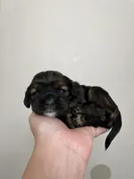 Nancy, a female Cocker Spaniel for sale in Palmdale, CA – Photo 4 of 8