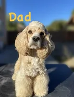 Nancy, a female Cocker Spaniel for sale in Palmdale, CA – Photo 7 of 8