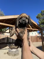 Nancy , a female Cocker Spaniel for sale in Palmdale, CA – 6 of 7