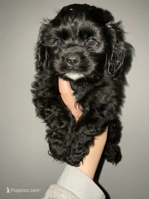Steve – Cocker Spaniel puppy for sale in Palmdale, CA