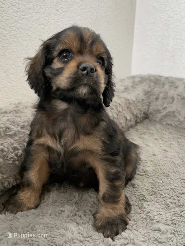 Max – Cocker Spaniel puppy for sale in Palmdale, CA