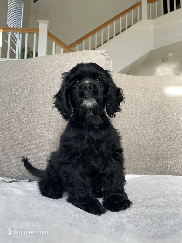 Billy – Cocker Spaniel puppy for sale in Palmdale, CA
