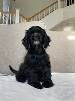 Billy, a male Cocker Spaniel for sale in Palmdale, CA – 1 of 8