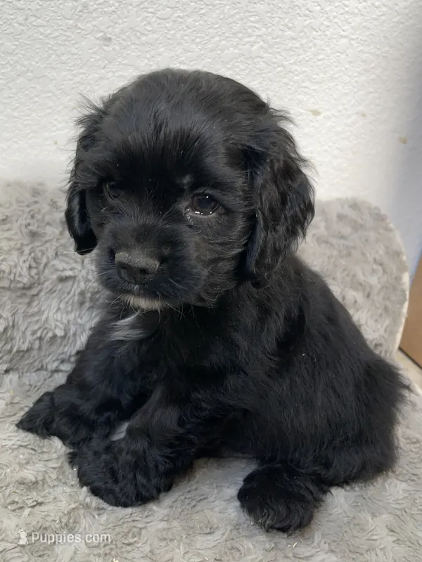 Steve – Cocker Spaniel puppy for sale in Palmdale, CA