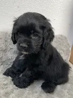 Steve, a male Cocker Spaniel for sale in Palmdale, CA – 4 of 9