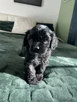 Steve, a male Cocker Spaniel for sale in Palmdale, CA – 6 of 9