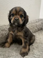 Max, a female Cocker Spaniel for sale in Palmdale, CA – 5 of 9
