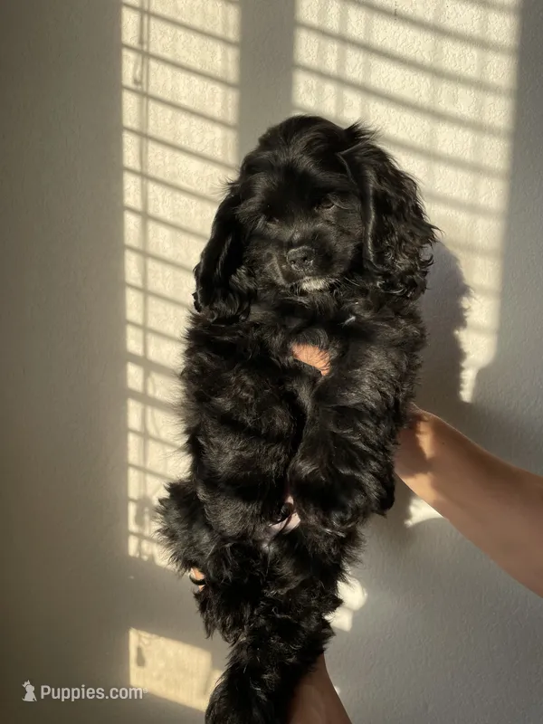 Billy – Cocker Spaniel puppy for sale in Palmdale, CA