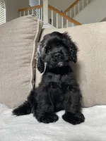 Steve, a male Cocker Spaniel for sale in Palmdale, CA – 2 of 9