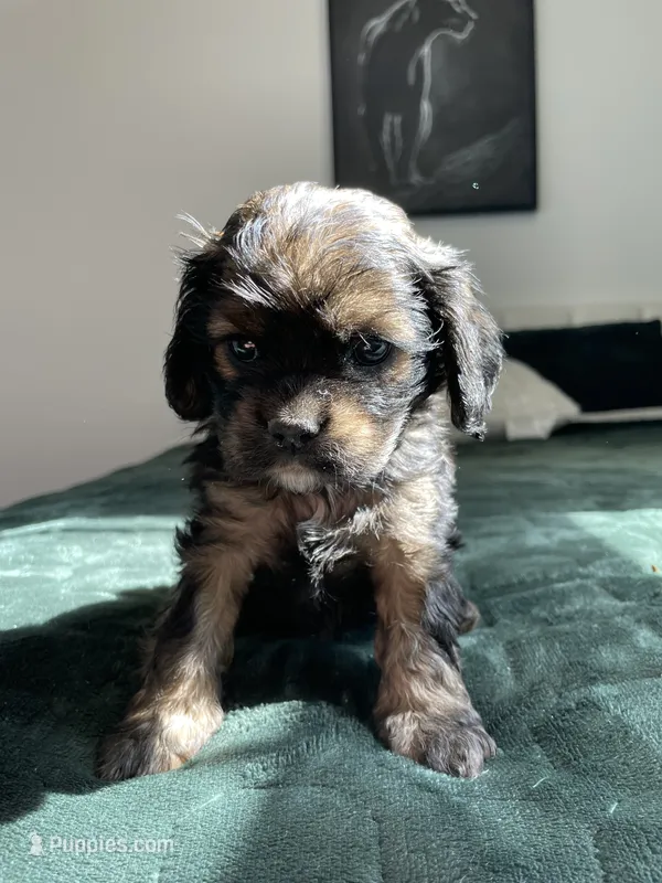 Nancy – Cocker Spaniel puppy for sale in Palmdale, CA