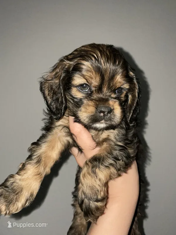 Max – Cocker Spaniel puppy for sale in Palmdale, CA