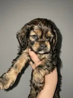 Max, a female Cocker Spaniel for sale in Palmdale, CA – 6 of 9