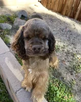 Lilly, a female Cocker Spaniel for sale in Palmdale, CA – 4 of 4