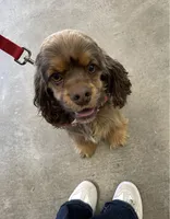 Lilly, a female Cocker Spaniel for sale in Palmdale, CA – 3 of 4