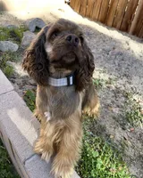 Lilly, a female Cocker Spaniel for sale in Palmdale, CA – 2 of 4