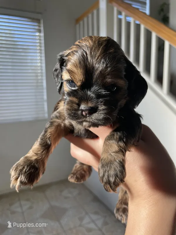 Max – Cocker Spaniel puppy for sale in Palmdale, CA