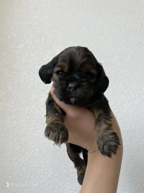 Max – Cocker Spaniel puppy for sale in Palmdale, CA